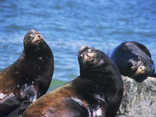 010_three_seals 010_three_seals