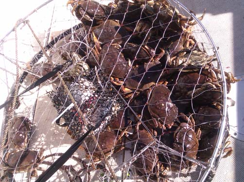 08_crabs 08_crabs